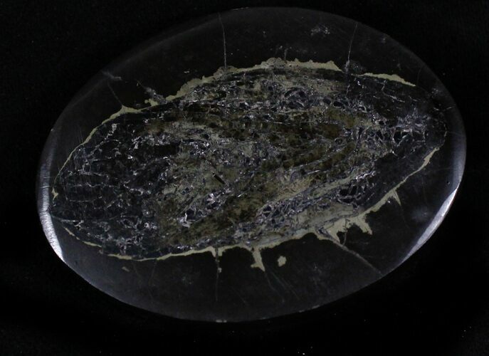 Polished Fish Coprolite (Fossil Poo) - Scotland #22676